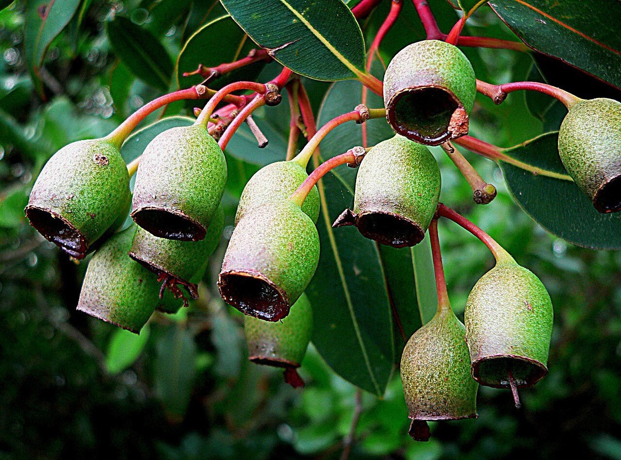 Eucalyptus gumnuts on a branch
