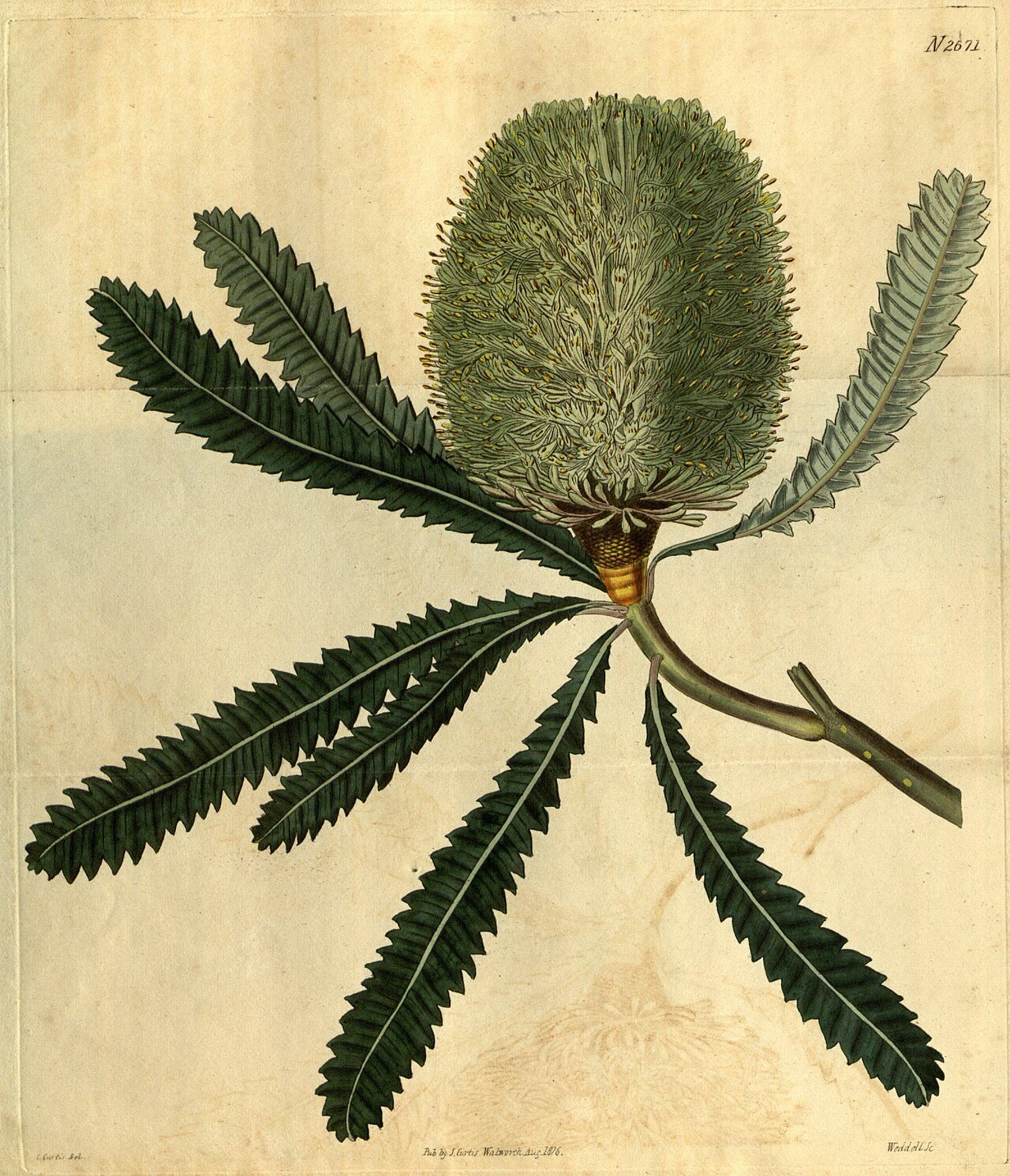 Botanical illustration of Banksia aemula
