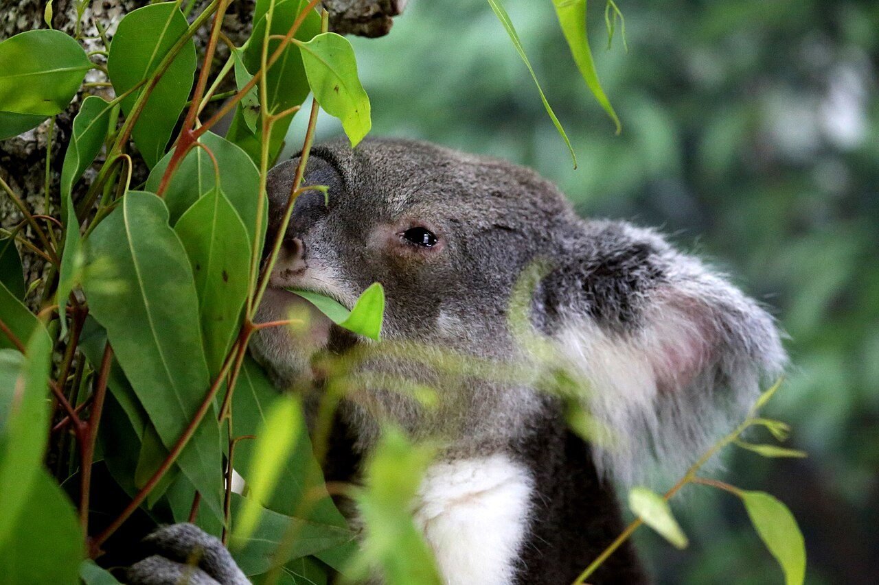 Wildlife adoption gifts: symbolic koala adoptions and who ships overseas