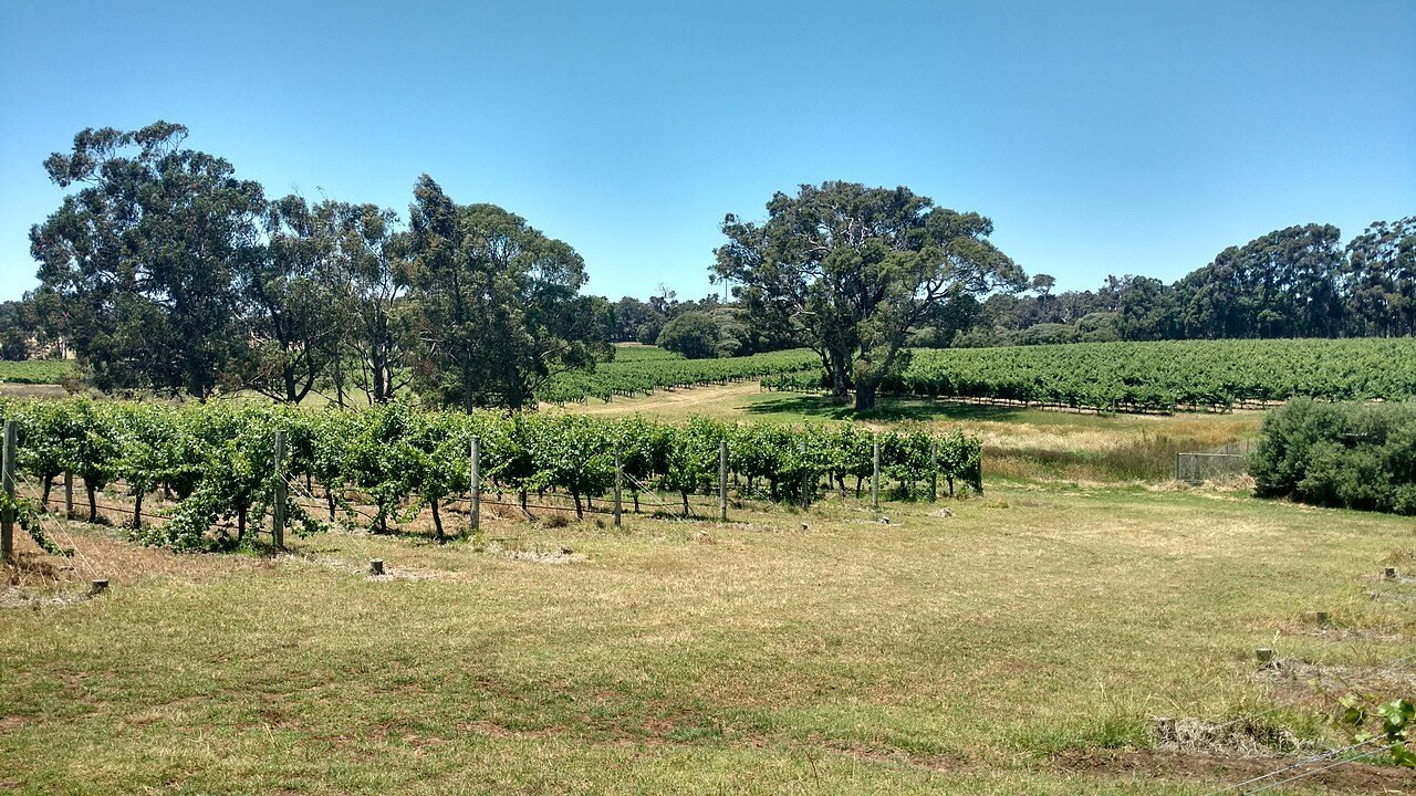 Margaret River wineries worth the drive, with a designated-driver plan