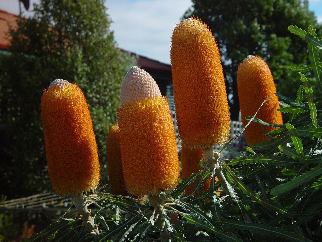 Orange banksia flowers